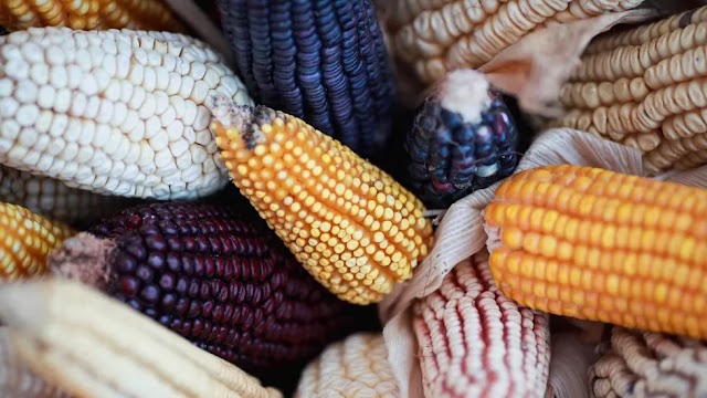 Mexico's planned GM corn ban 'deep concern' for US- pro worldwide news