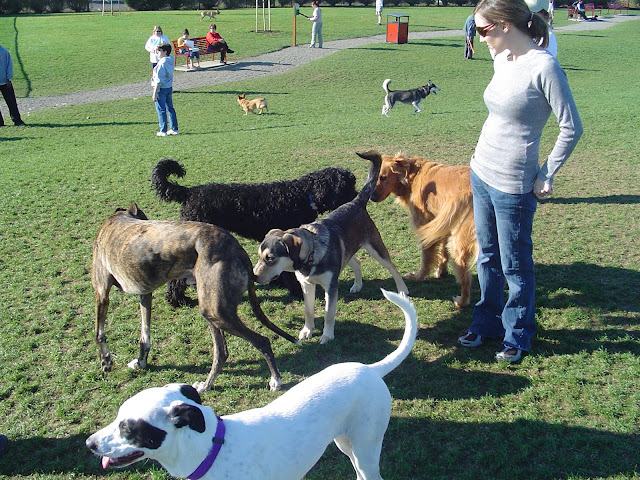 18 REASONS TO GET FIT AND GO FOR A RUN WITH YOUR DOG