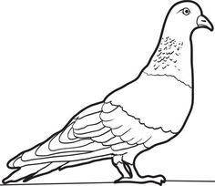 Pigeons Coloring Pages Images And Photo For Free