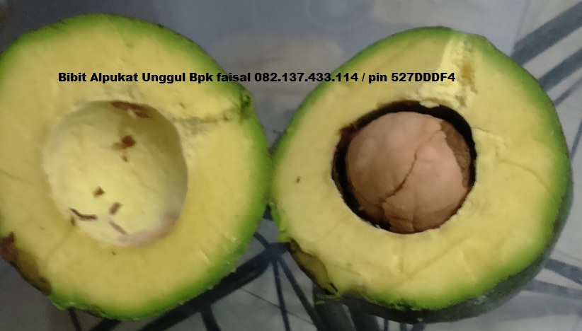 Bibit Alpukat Unggulan, Bibit Alpukat Hawaii Jumbo Unggul Bpk Faisal 082.137.433.114