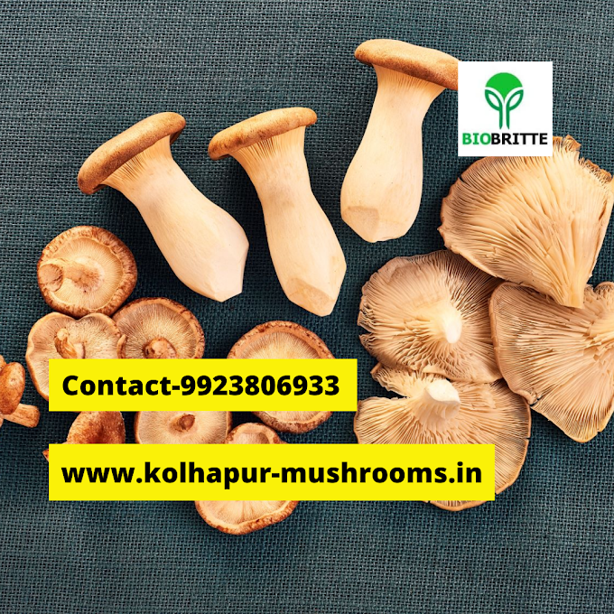 Dry mushrooms vs fresh | fresh & dry mushroom | biobritte cart | mushroom supplier | biobritte mushrooms 