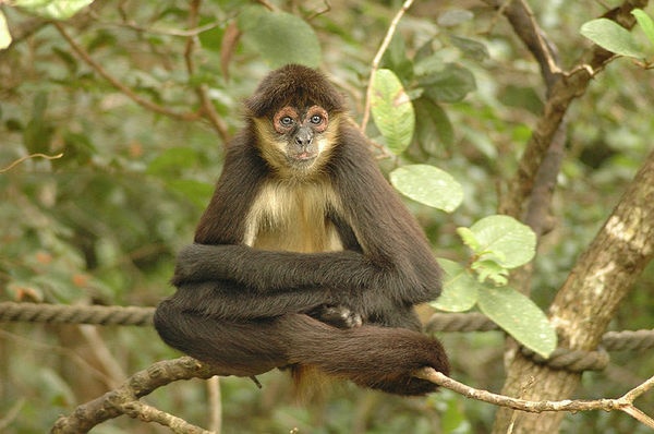 Gambar Monyet Lengkap dan Lucu | Kumpulan Gambar