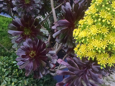Plants. Grass in the left 1/8, purple, large-leafed, flattish succulents in the middle 2/3, small yellow blossoms in the right 1/3.