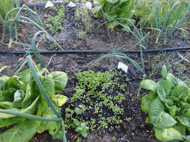 SEMILLERO DE ESCAROLAS EN BANCAL AL AIRE LIBRE