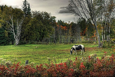 60 Stunning HDR Photos of Animals