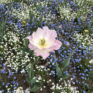 Höhenpark Killesberg/ へーエンパーク・キレスベルク〜シュトゥットガルトのお花がいっぱいの公園〜