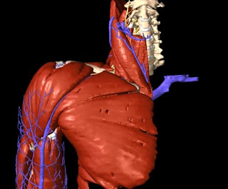 SIMULATORE CORPO UMANO IN 3D