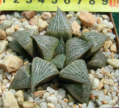 Haworthia splendens