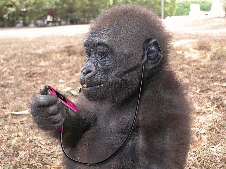 Funny Animals Using Mobiles