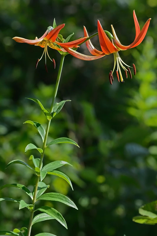 Лилия огнелюбивая (Lilium pyrophilum)