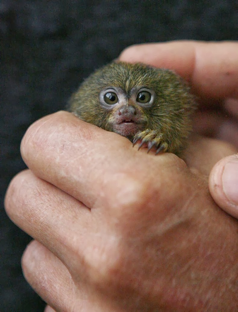 pygmy-marmoset-1 pygmy-marmoset-1