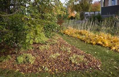 Vissnande funkia, vissnande hosta 