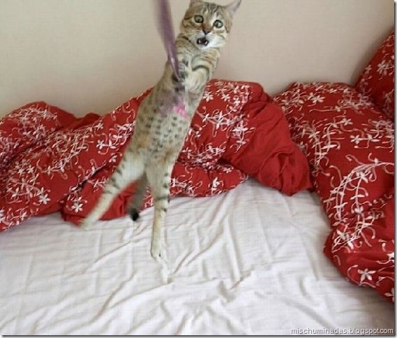 gatos migallinero (13)