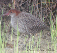 Slaty-breasted Rail