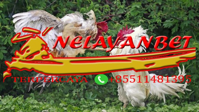 Tips Bermain Taruhan Sabung Ayam Online Secara Live