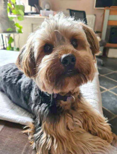 Luca 2 year old male Yorkshire Terrier