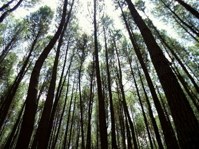 Nikmati Romantisnya Wisata Hutan Pinus Mangunan di Desa Dlingo - Yogyakarta