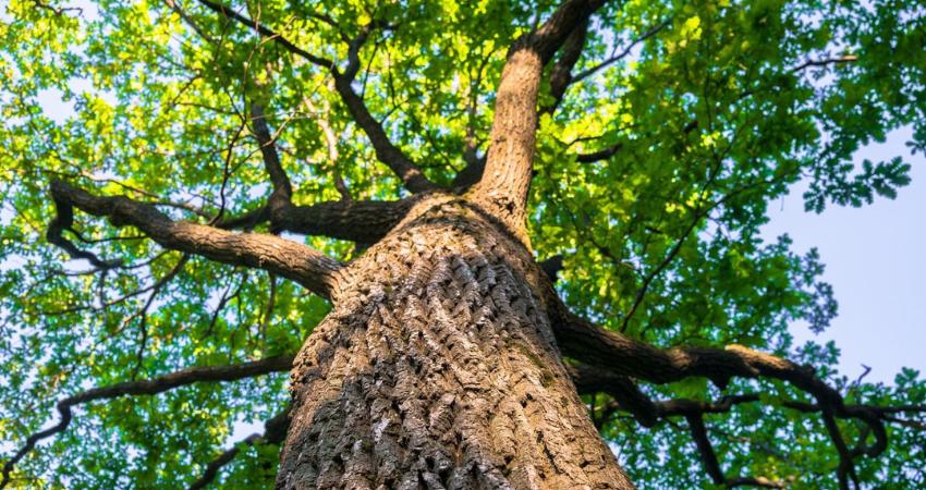 asal-usul pohon kayu oak