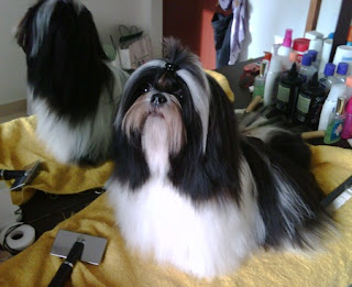 Shih Tzu (Chinese Lion Dog)