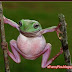 Funny Frog