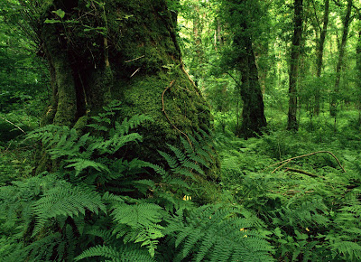 10 fotografías del bosque (lugares para respirar aire puro)