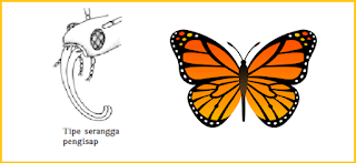 contoh mulut serangga tipe penghisap adalah kupu kupu