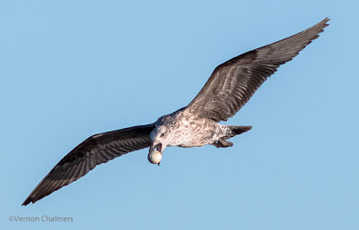 My most memorable Birds in Flight Series of 2015