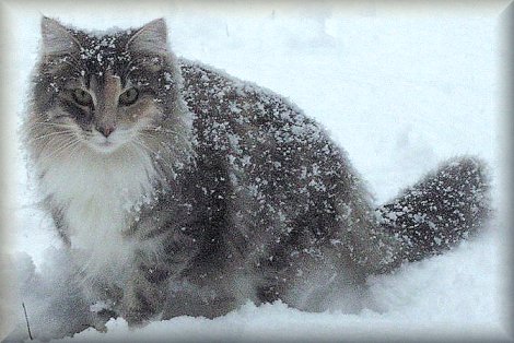 Jenis Kucing Norwegian Forest Cat.jpg