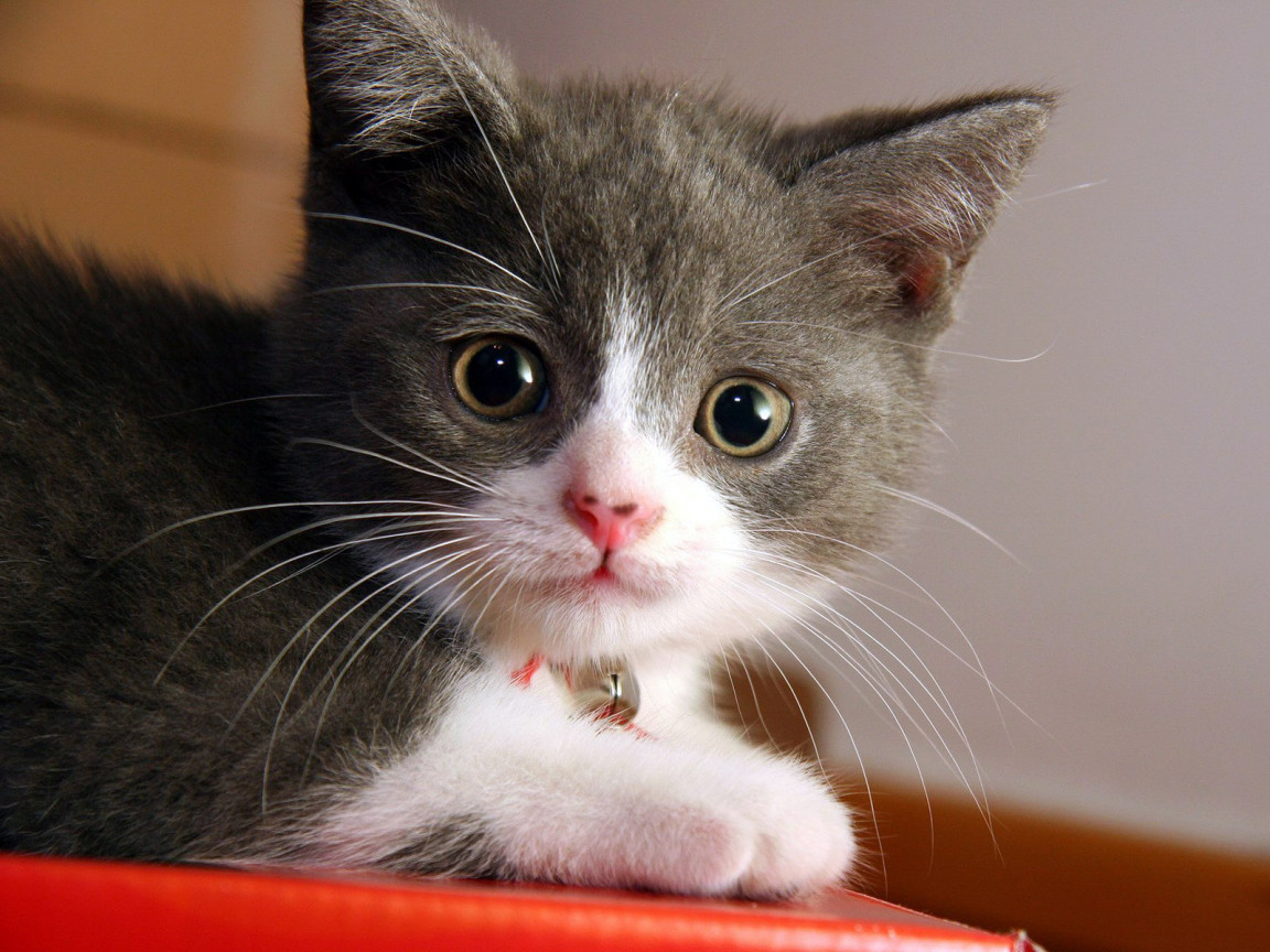 Silly Cat Pictures: The cutest grey and white kitten