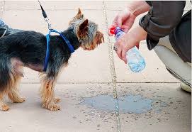 cães refrigerando com agua