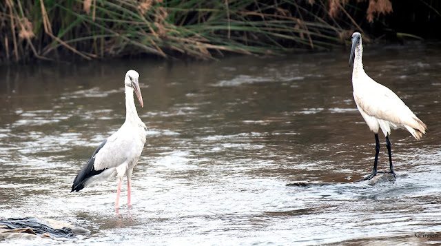 Kabini Reservoir Birds Stork Ibis