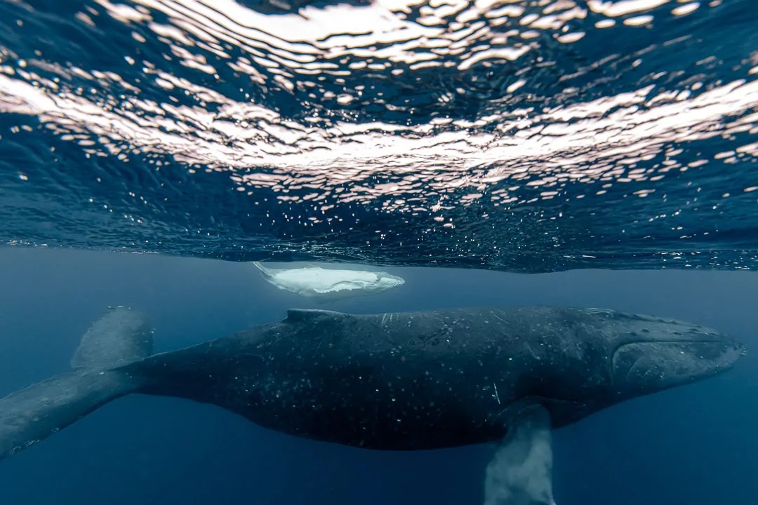 Exploring the Realm of Animal Communication Through Artificial Intelligence