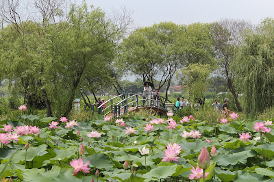 Semiwon Botanical Garden(세미원) , Heavenly views in Yangpyeong, South Korea 