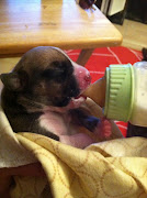 Bottle Baby Puppy!