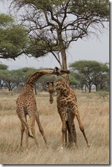Giraffes