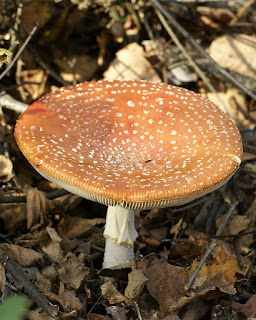 Amanite tue-mouches d'Europe - Fausse Oronge - Amanita muscaria 