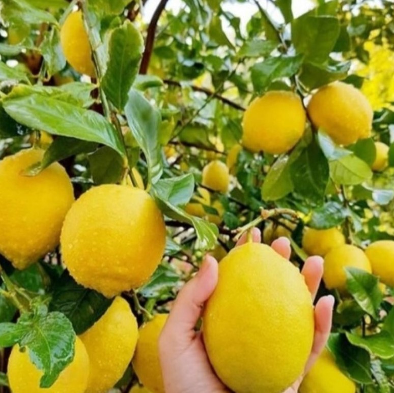 jual bibit jeruk lemon eurika tanaman buah super pohon melayani partai Tual
