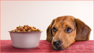 Dog Food Recall