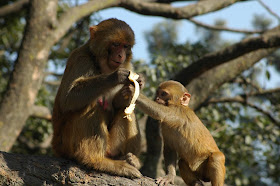  Funny Monkey With Banana