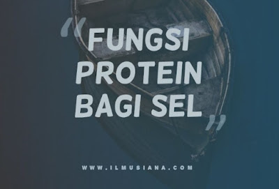  Protein adalah elemen utama untuk semua sel hidup 5+ Fungsi Protein Bagi Sel (Gambar Lengkap)