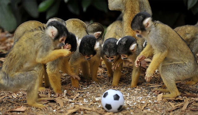 The Bolivian squirrel monkeys playing soccer at London Zoo, cute monkeys, bolivian squirrel monkey