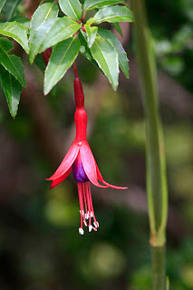 vegetación en el parque nacional de la isla Chiloé