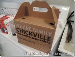 BBC chicks - The Backyard Farmwife