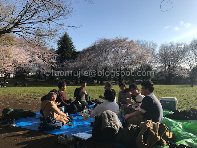 Japan cherry blossoms