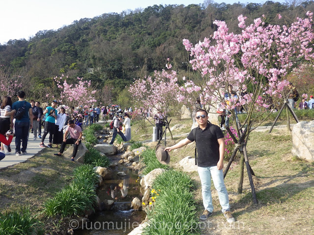 Yangmingshan cherry blossom