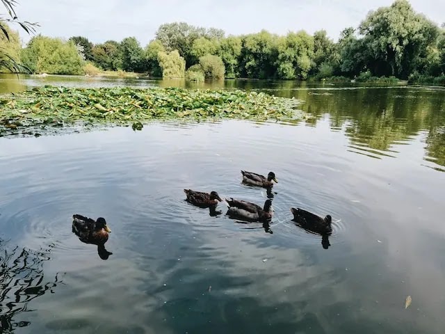 Timsbury Fishery