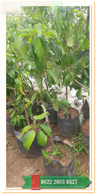 Pusat , Dimana Beli Bibit Alpukat Mentega, Jual Bibit Alpukat Di Lombok, Jual Bibit Alpukat Di Lumajang, Jual Bibit Alpukat Di Lamongan, Harga Bibit Alpukat Mentega Di Lampung, Harga Bibit Alpukat Mentega
