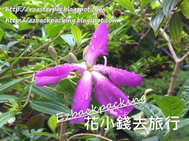香港賞花好去處21 8月29日開花情報 花小錢去旅行 香港賞花好去處21 8月29日開花情報 花小錢去旅行