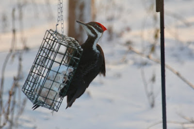 (young?) pileated woodpecker feeding on suet