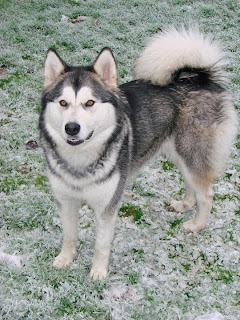 alaskan malamute pets huisdieren animaux de compagnie Haustiere animais Animale de companie animales domesticos husdjur Evcil Hayvan anifeiliaid anwes domace zvali binatang kesayangan augintiniai animali domestici peatai bet kay lemmikit mga alagang hayop domaci zvirata kucni ljubimci animals domestics maskotak binatang peliharaan dog hound canine pooch canis bow-wow despicable fellow qen txakurra it gos pas pes hond koer aso koira chien can hund kutya hundur madra cane canis suns kelb pies perro mbwa kopek ci anjing